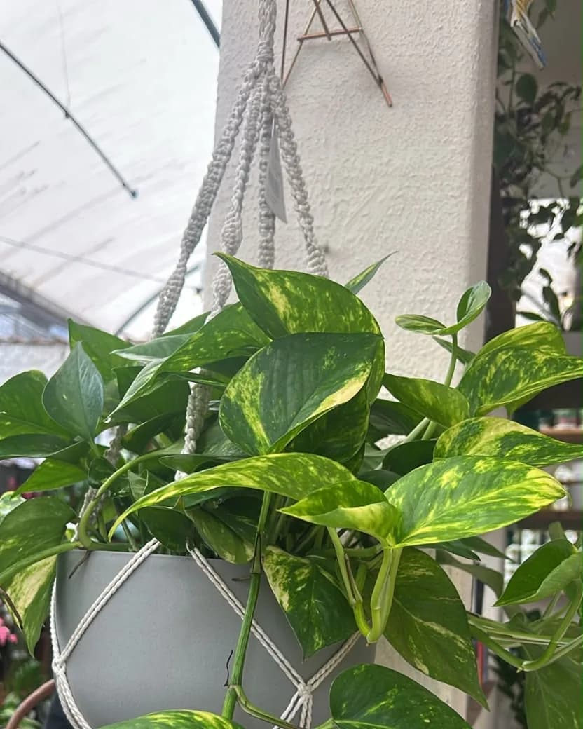 Jiboia de folhas verdes e amarelas no cachepot cuia cinza, num macramê branco pendurado no suporte A de cobre, na parede.