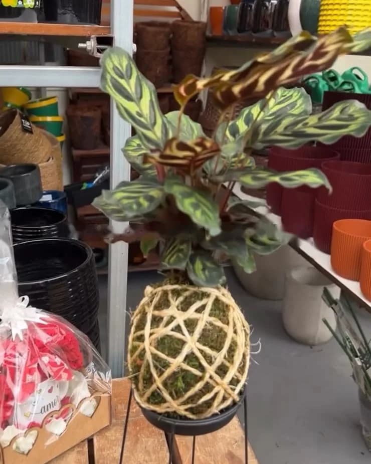 Kokedama de calathea num suporte de metal: folhas listradas saindo de uma bola de musgo amarrada com barbante.