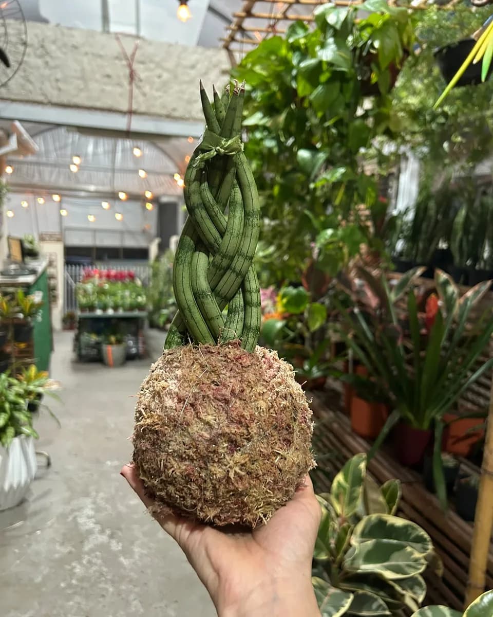 Kokedama de lança de Ogum trançada segurada na mão, no corredor da loja do Garden.