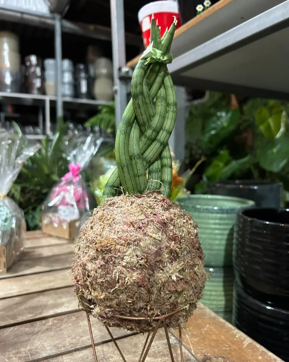 Kokedama de lança de Ogum trançada sobre um suporte dourado: a bola de musgo é clara, com tons de rosa.