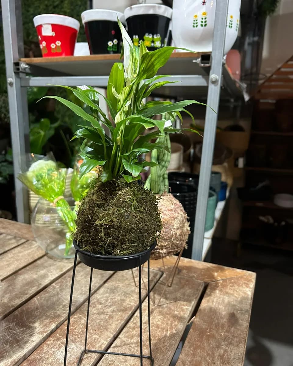 Kokedama de lírio da paz num suporte de metal preto, sobre uma mesa de madeira da loja do Garden.