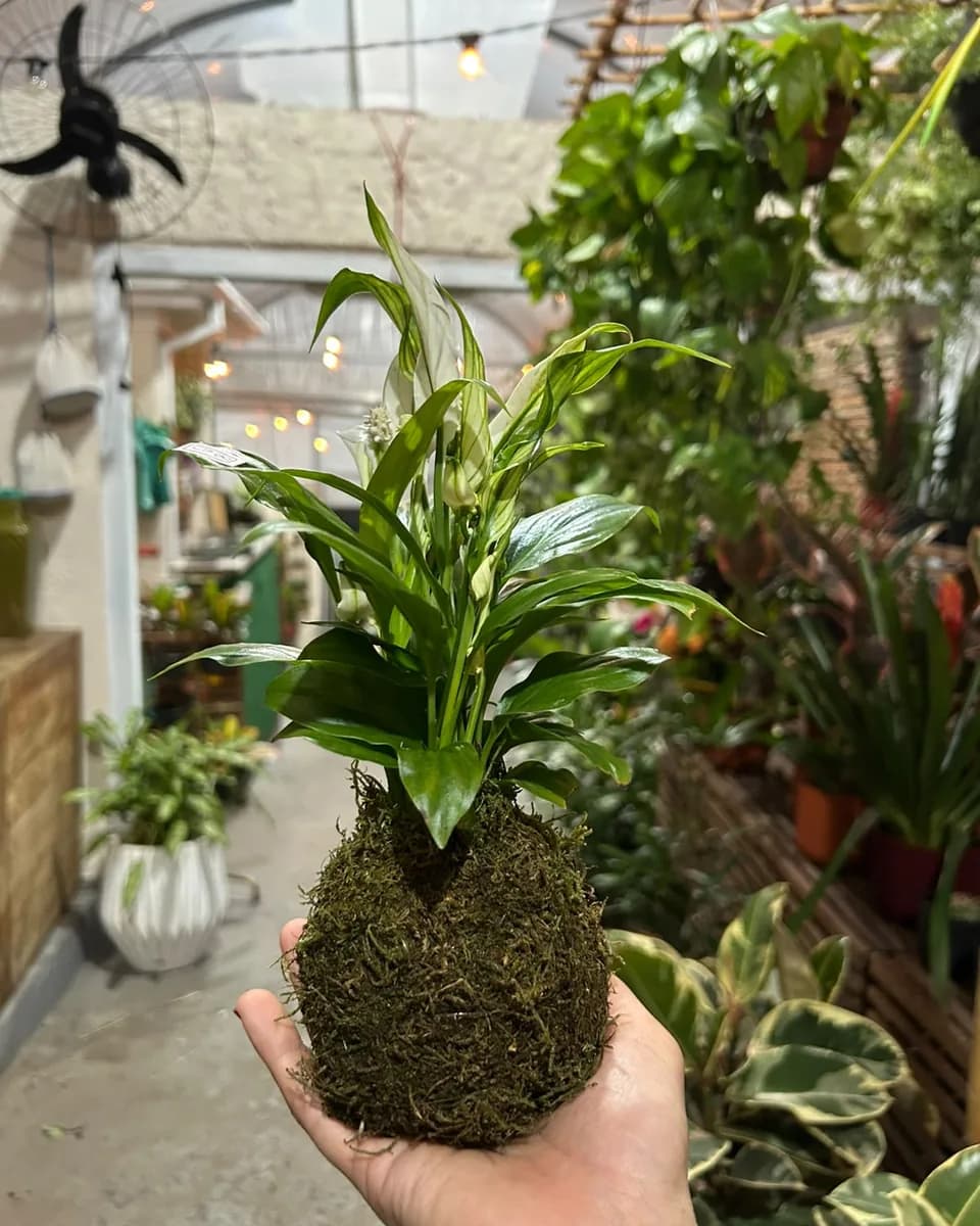 Kokedama de lírio da paz segurada na mão: as folhas saem de uma bola de musgo verde, no corredor da loja do Garden.