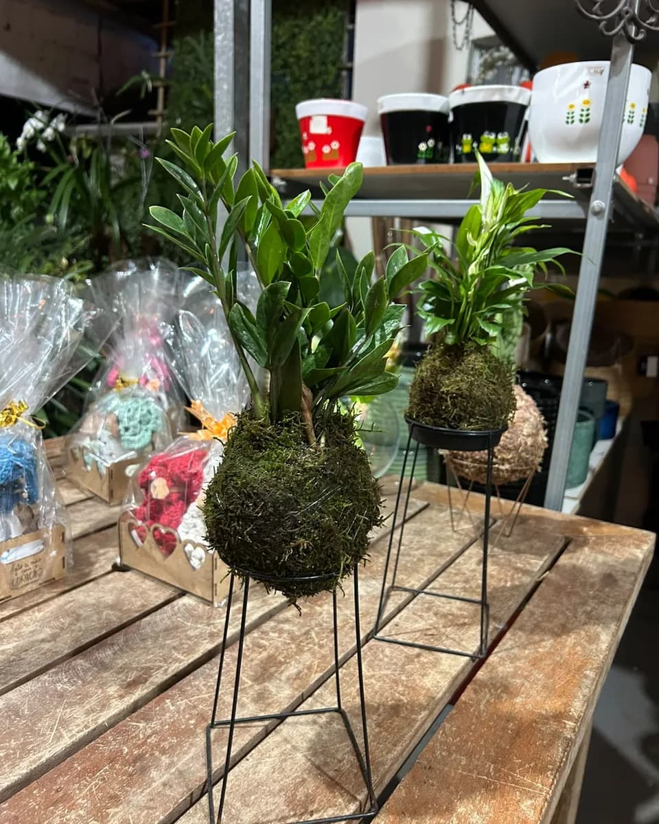 Kokedama de zamioculca num suporte de metal preto, com outra kokedama ao fundo, sobre uma mesa de madeira.