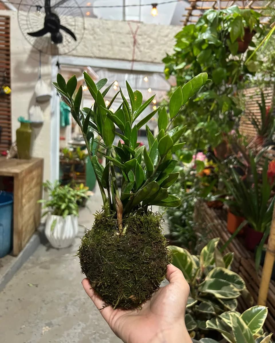 Kokedama de zamioculca segurada na mão: folhas verde-escuras saindo de uma bola de musgo, no corredor da loja do Garden.