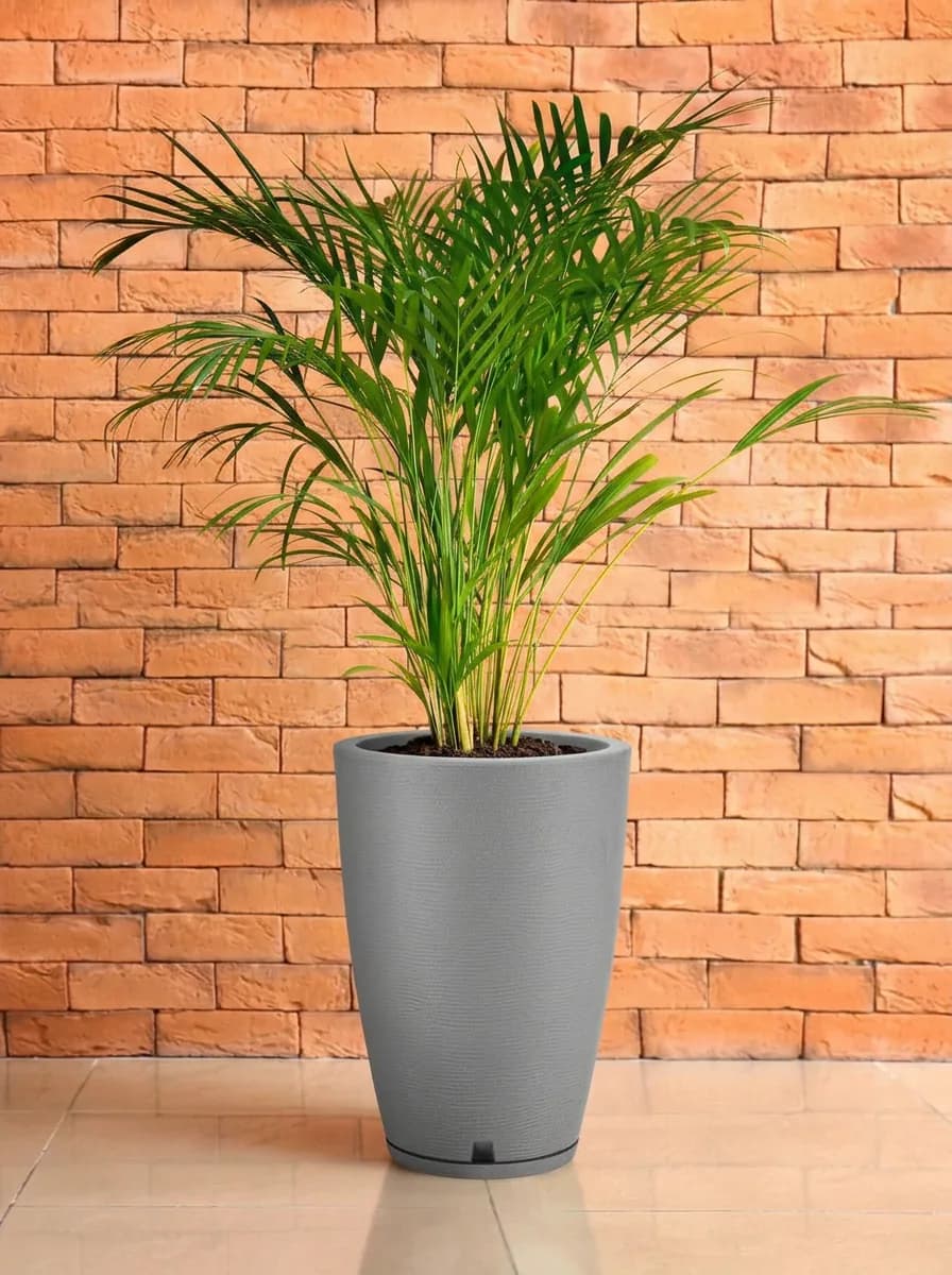 Areca bambu alta em vaso Amsterdã grafiato cinza cimento, diante de uma parede de tijolos