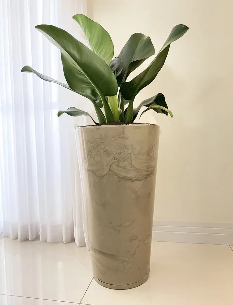 Pacová no vaso Genebra Marmorato nº3 bege