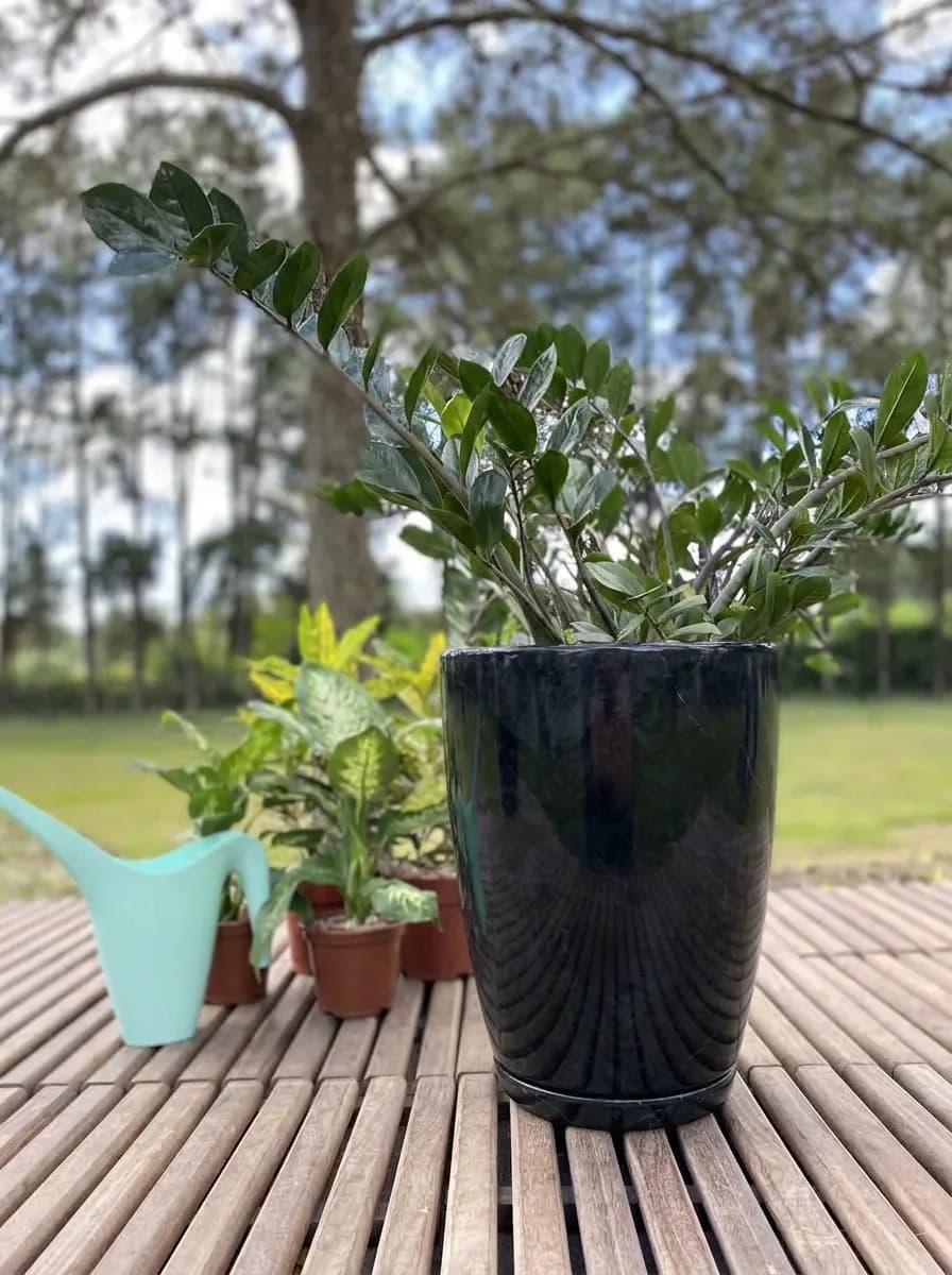 Zamioculca em vaso Amsterdã marmorato preto, sobre um deck de madeira